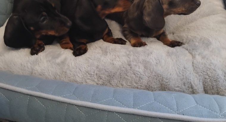 Miniature Dashhund Puppies