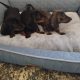 Miniature Dashhund Puppies