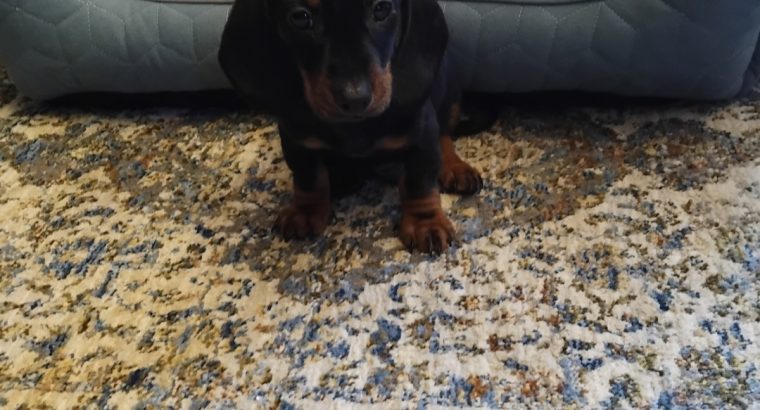 Miniature Dashhund Puppies