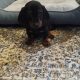 Miniature Dashhund Puppies