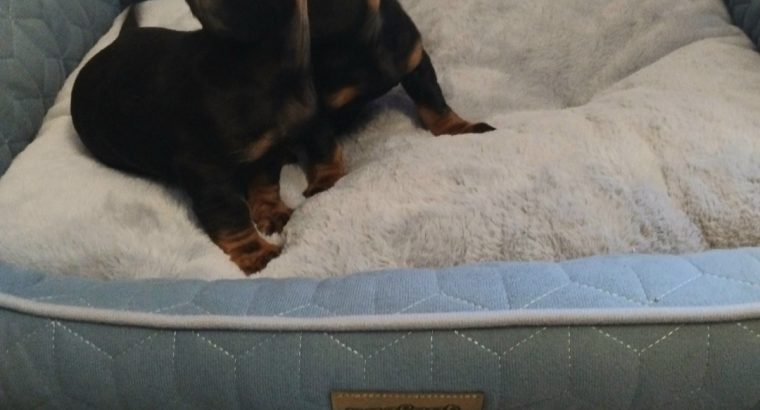 Miniature Dashhund Puppies