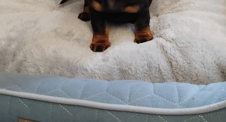 Miniature Dashhund Puppies