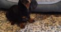 Miniature Dashhund Puppies