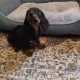 Miniature Dashhund Puppies