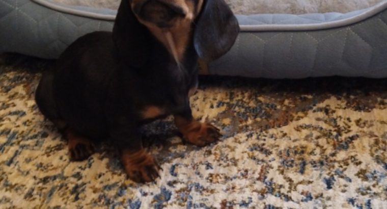 Miniature Dashhund Puppies