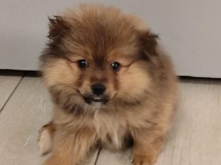 Teddy bear pomeranian