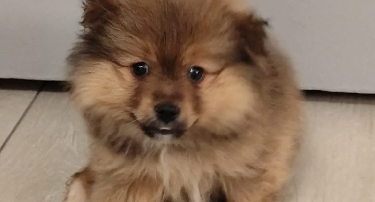 Teddy bear pomeranian