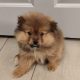 Teddy bear pomeranian