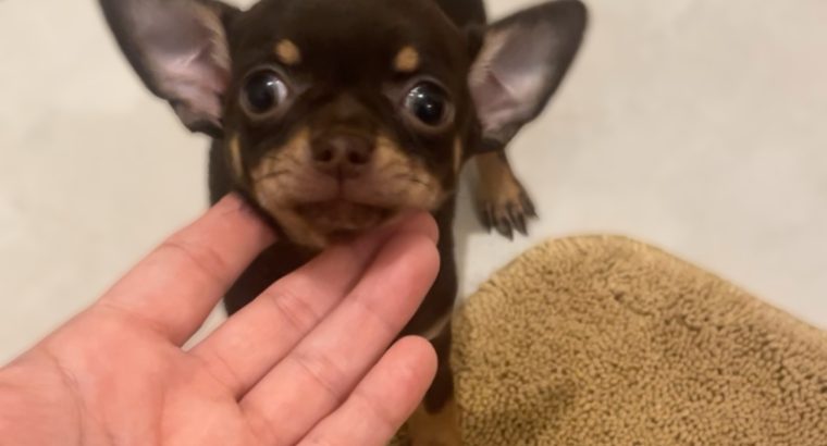 Female chocolate chihuahua