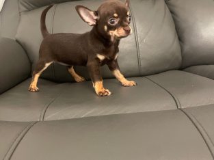 Female chocolate chihuahua