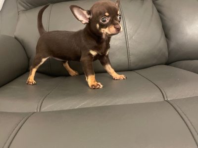 Female chocolate chihuahua