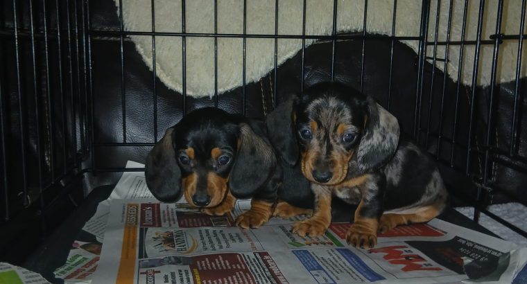 Miniature Dashhund Puppie