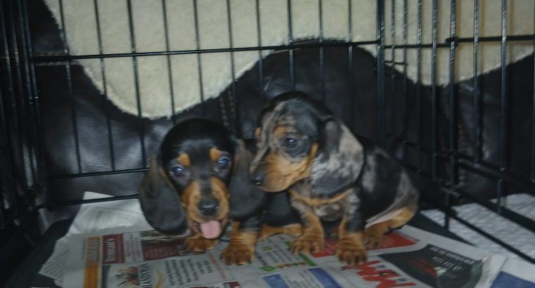 Miniature Dashhund Puppie