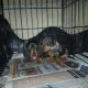 Miniature Dashhund Puppie