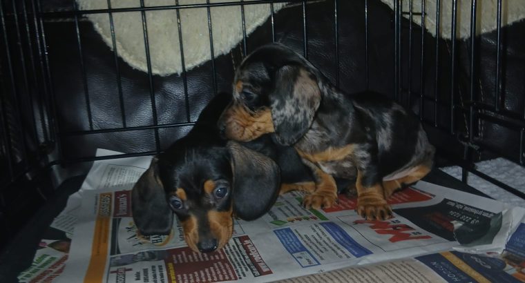 Miniature Dashhund Puppie