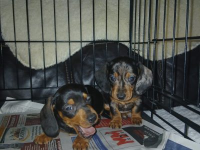 Miniature Dashhund Puppie