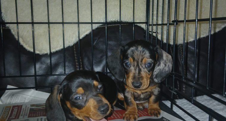 Miniature Dashhund Puppie