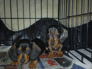 Miniature Dashhund Puppie