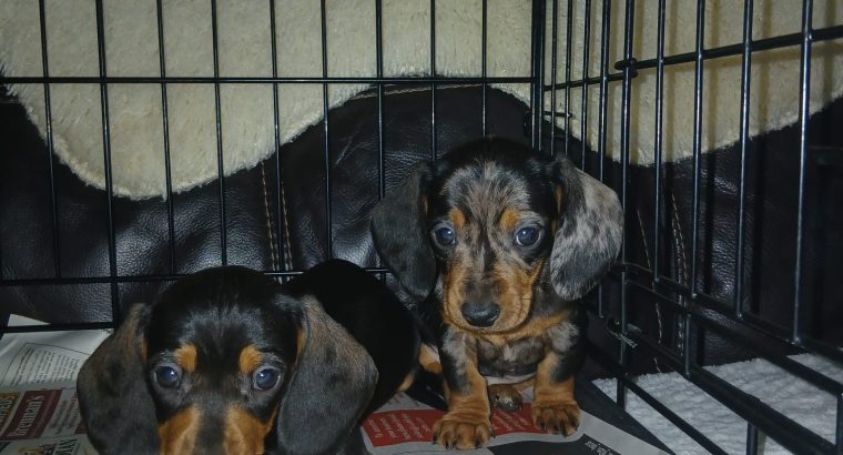 Miniature Dashhund Puppie