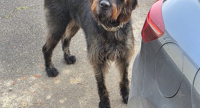 Looking for forever home