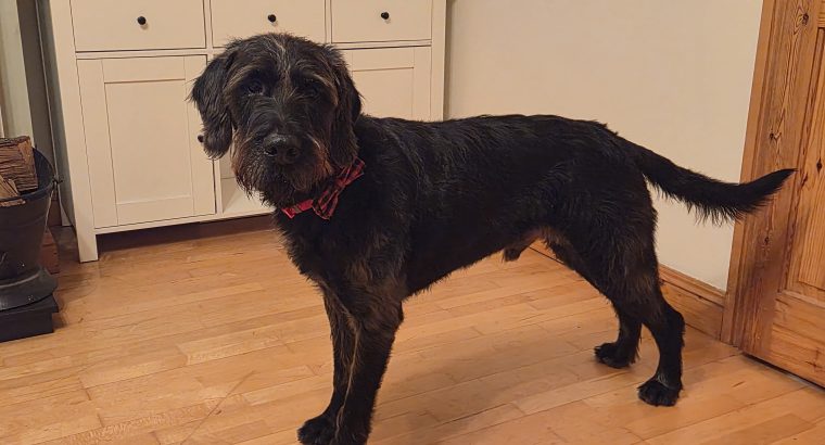 Looking for forever home