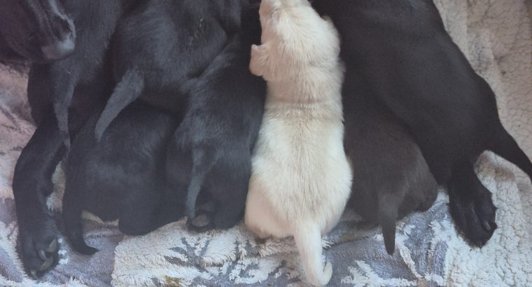 Black Labrador puppies