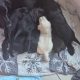 Black Labrador puppies
