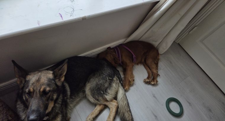 4 year old German Shepard