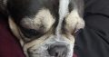 French Bull Dog