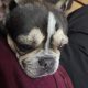 French Bull Dog