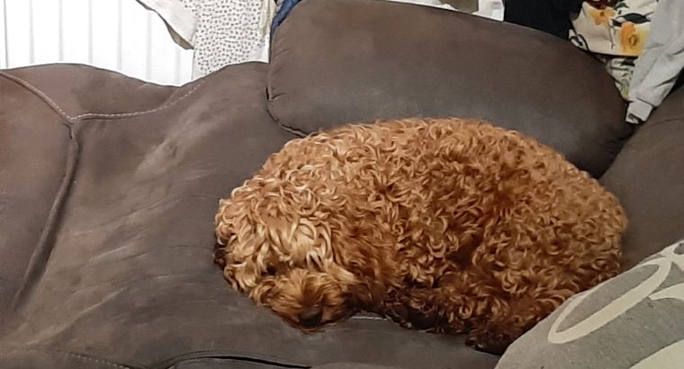 Two year old cockerapoogle for sale