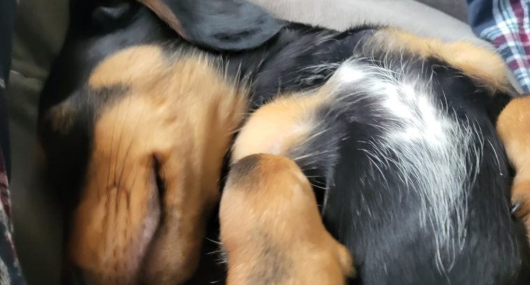 Miniature Dashhund Puppie