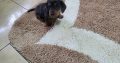 Miniature dachsund male