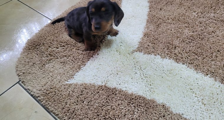 Miniature dachsund male