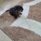 Miniature dachsund male