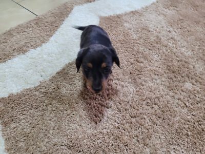 Miniature dachsund male