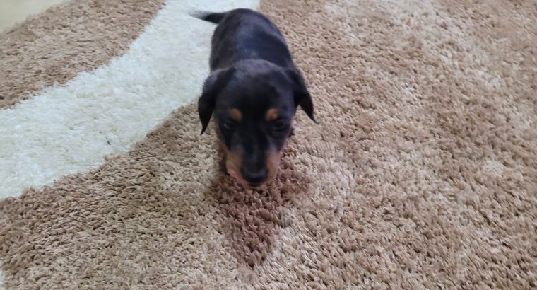Miniature dachsund male