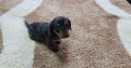 Miniature dachsund male