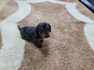 Miniature dachsund male