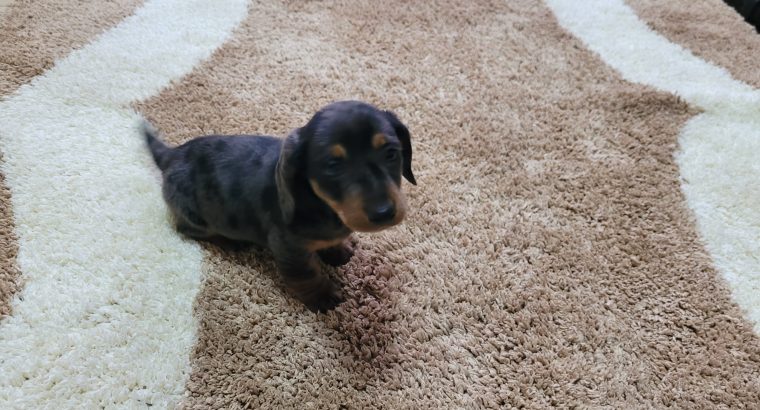 Miniature dachsund male