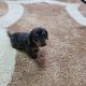 Miniature dachsund male