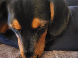 Miniature Dashhund Puppie