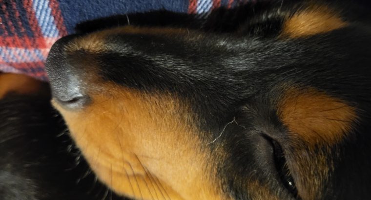 Miniature Dashhund Puppie