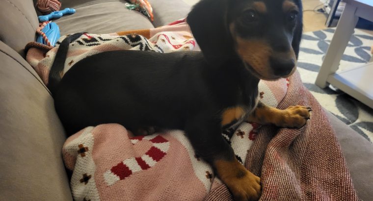 Miniature Dashhund Puppie