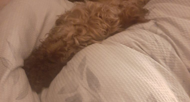 Two year old cockerapoogle for sale