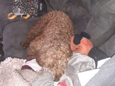 Two year old cockerapoogle for sale