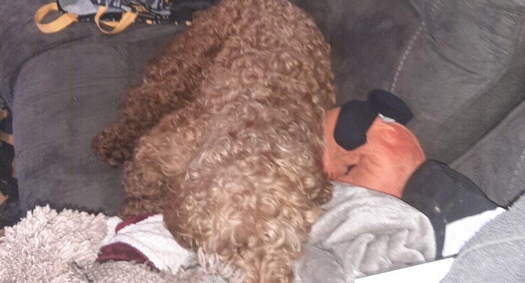 Two year old cockerapoogle for sale