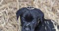 Black Labrador puppies