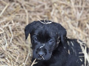 Black Labrador puppies