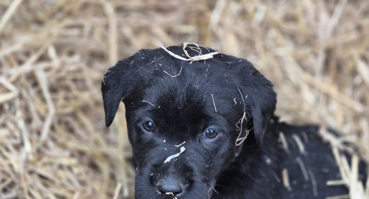 Black Labrador puppies